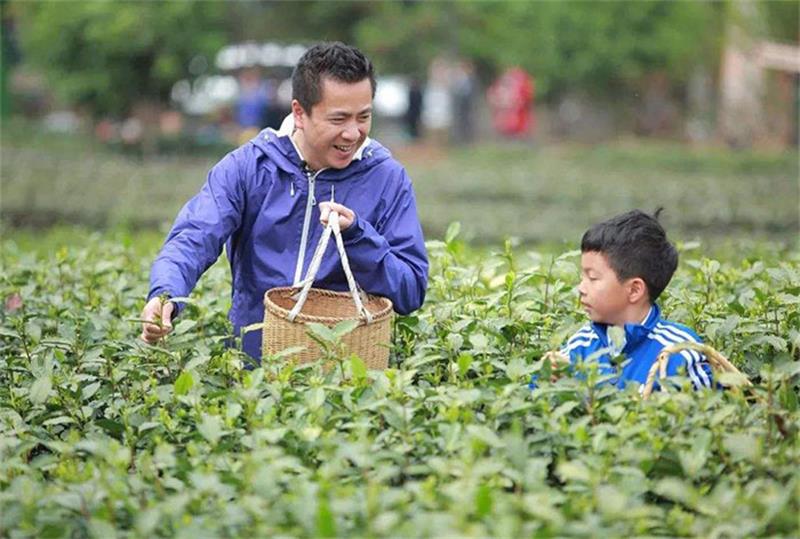 碧螺春 碧螺春采茶體驗