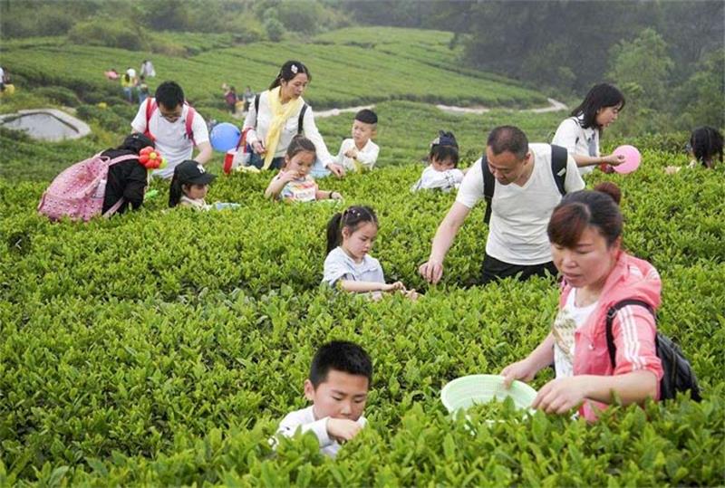 采茶 采茶體驗團建