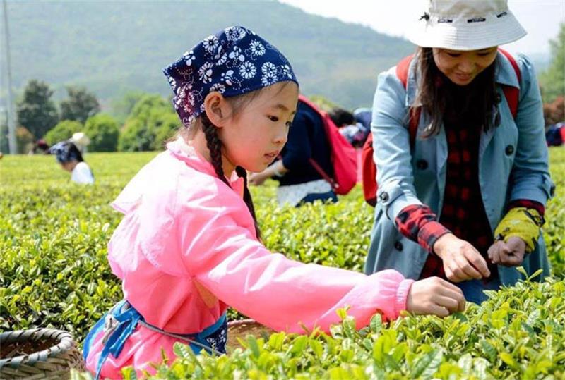 采茶團建 采茶炒茶