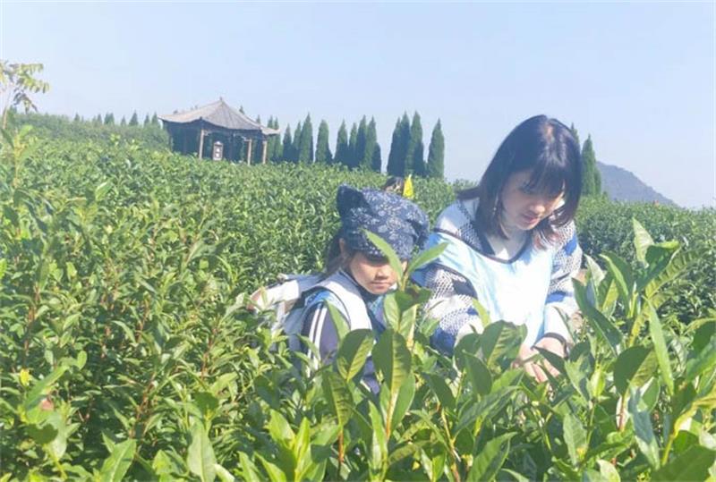 采茶體驗 太湖碧螺春采茶