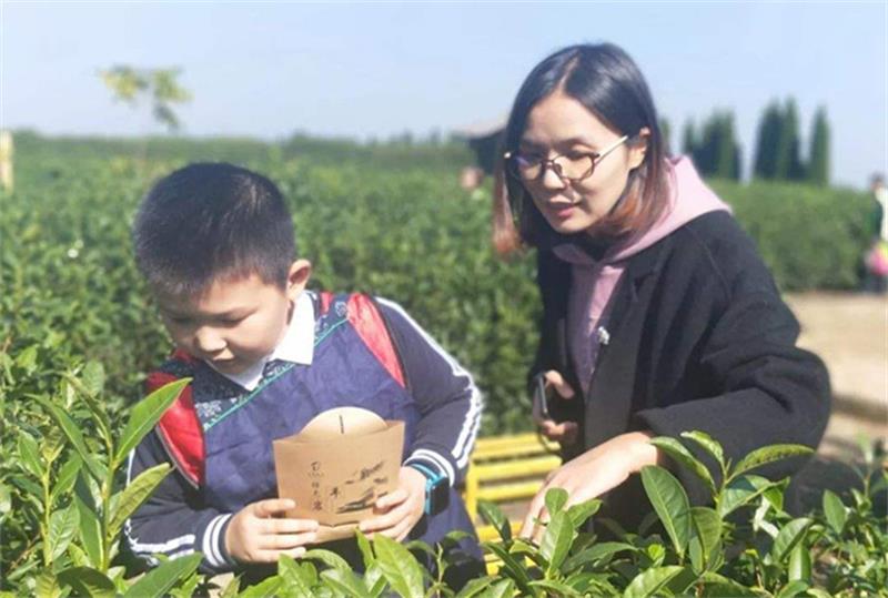 采茶團建活動 太湖碧螺春采茶體驗