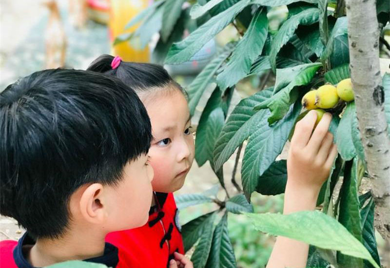 研學(xué)活動(dòng) 枇杷采摘