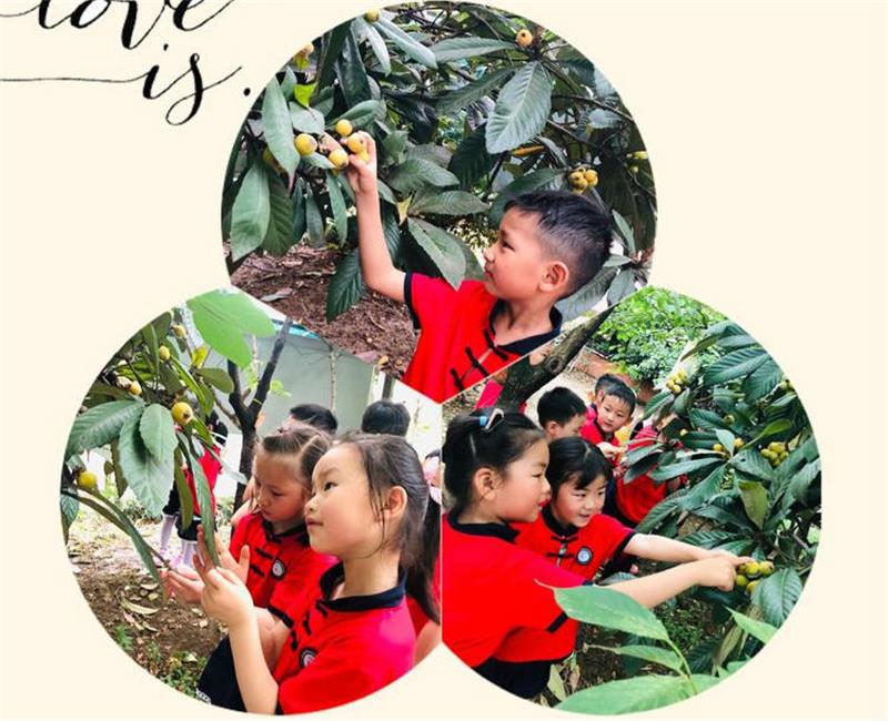 研學(xué)活動(dòng) 枇杷采摘