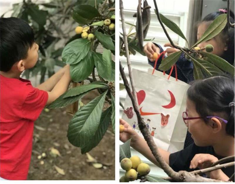 研學(xué)活動(dòng) 枇杷采摘
