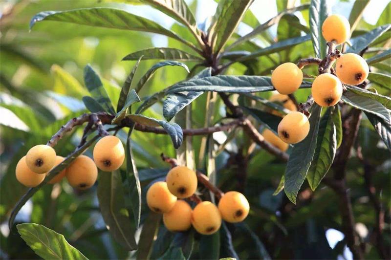 親子研學(xué) 枇杷采摘活動(dòng)