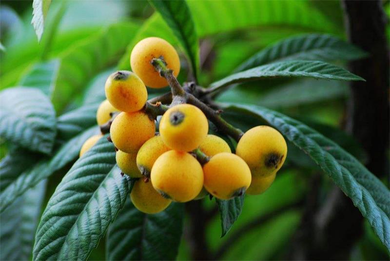 親子研學(xué) 枇杷采摘活動(dòng)