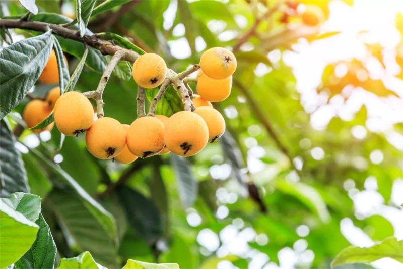 親子研學(xué) 枇杷采摘活動(dòng)