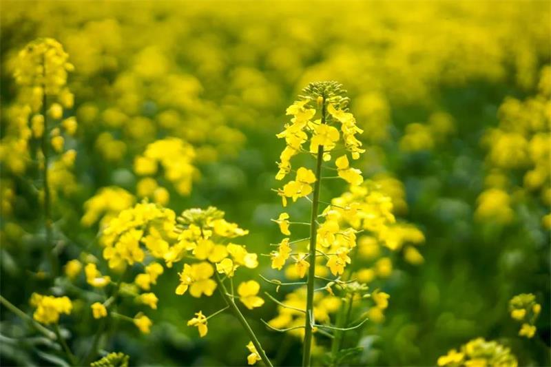 研學(xué)活動 研學(xué)活動