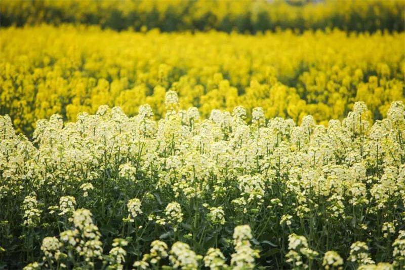 研學(xué)活動 研學(xué)春游