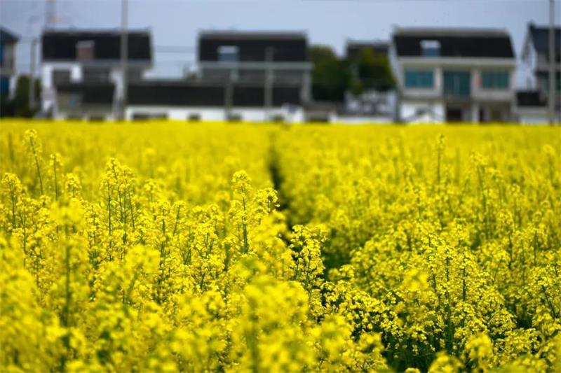 研學(xué)親子體驗