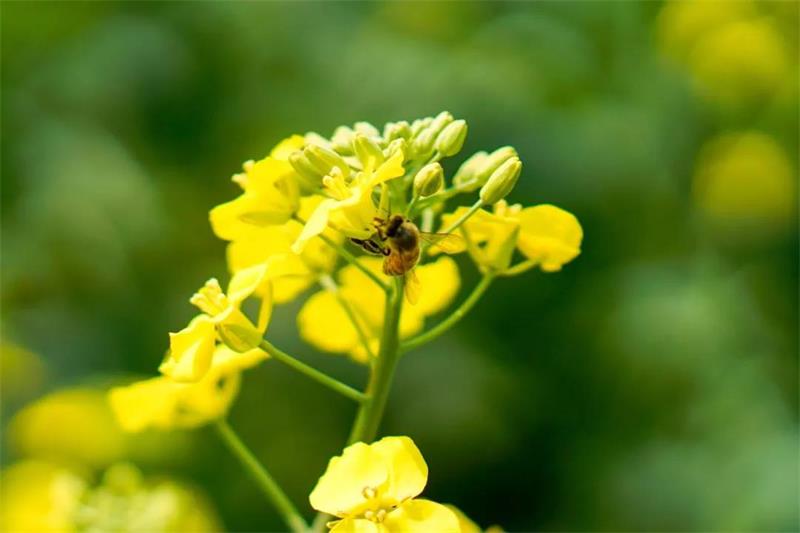 研學(xué)親子體驗