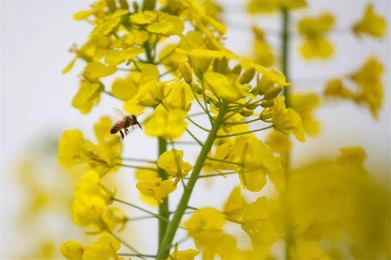 研學(xué)親子游玩