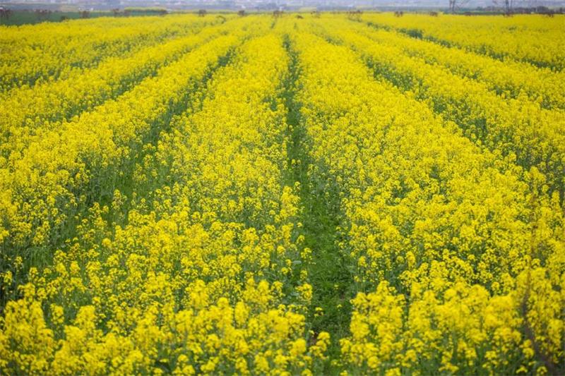 研學(xué)親子體驗