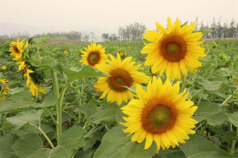 ���տ����ΈF(tu��n)��