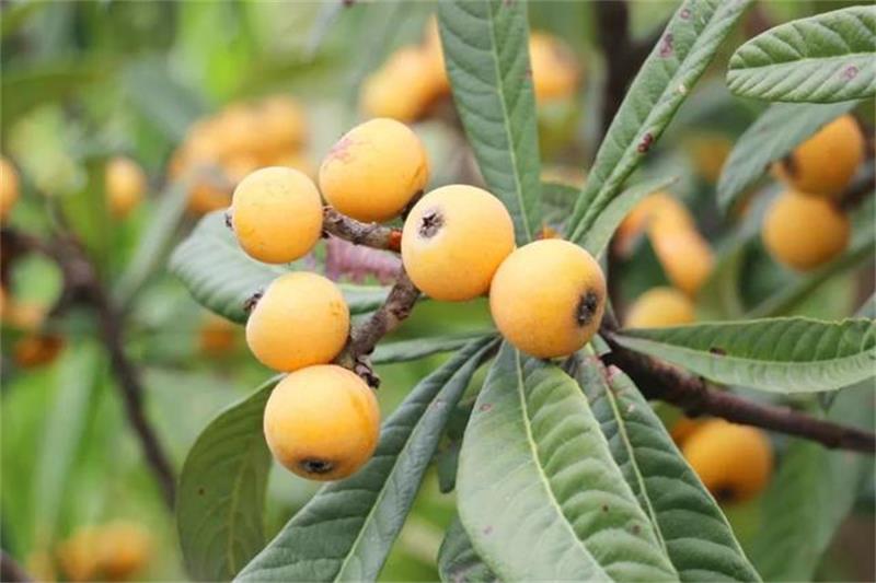 ̫�����˲�ժ