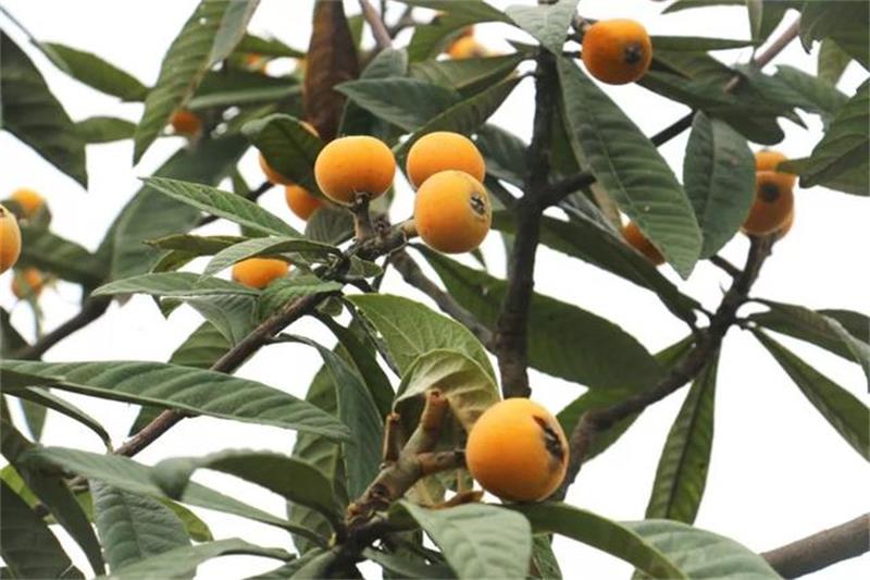 ̫�����˲�ժ���