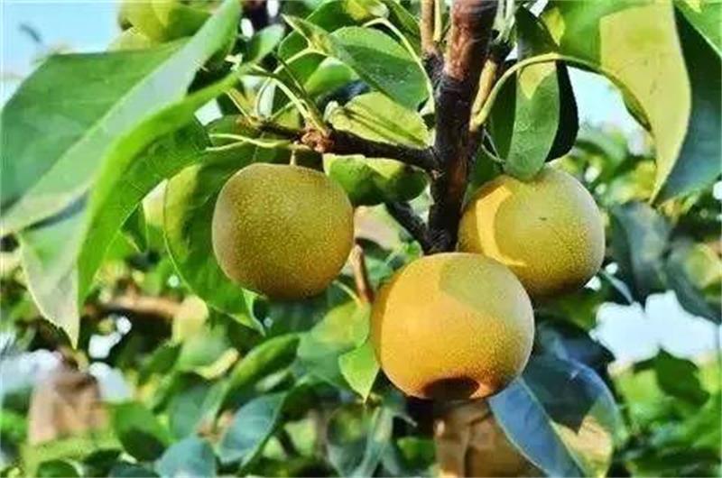 ������ժ���