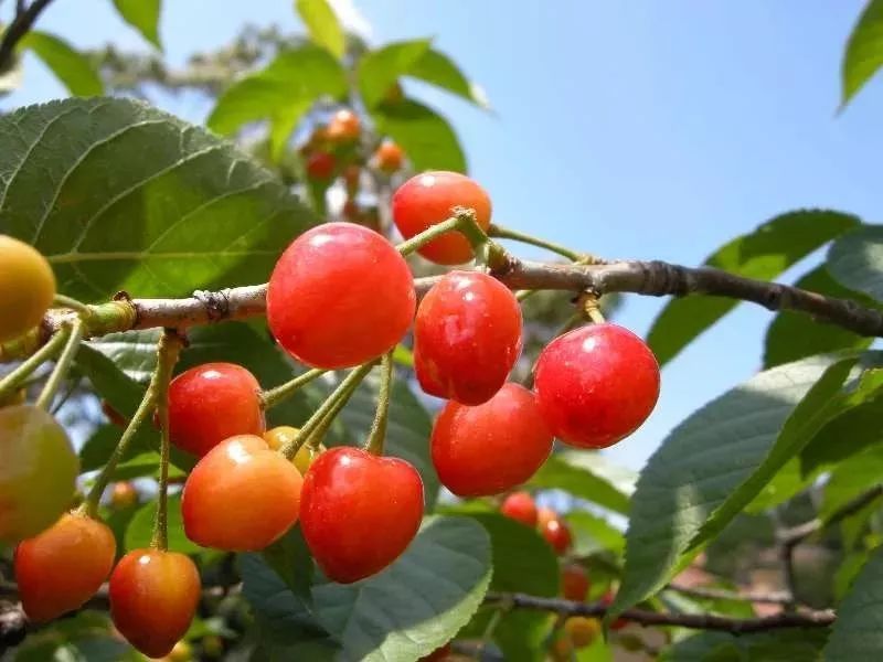 西山櫻桃采摘 采摘攻略