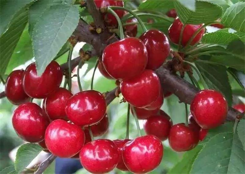 太湖櫻桃采摘 采摘活動