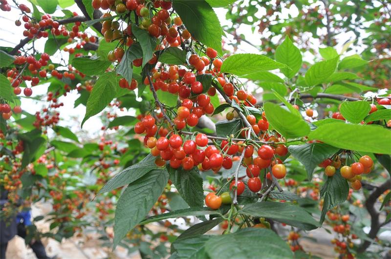 太湖西山櫻桃采摘 水果采摘