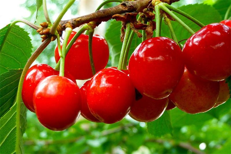 采摘櫻桃 134594-200414111556205.jpg