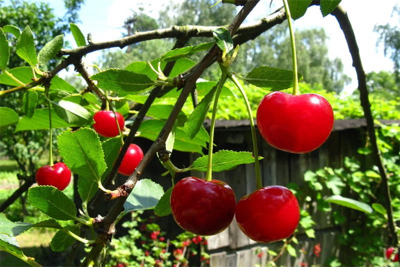 櫻桃采摘 水果采摘體驗