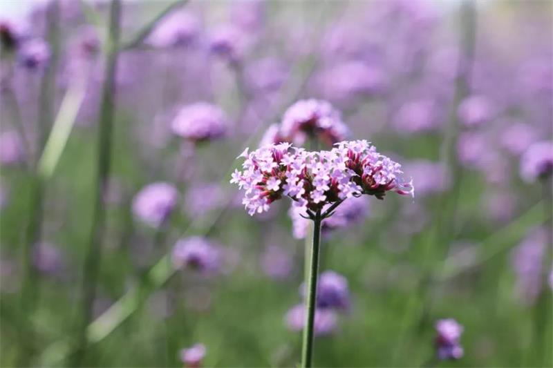 蘇州太湖植物科普?qǐng)@ 植物科普?qǐng)@