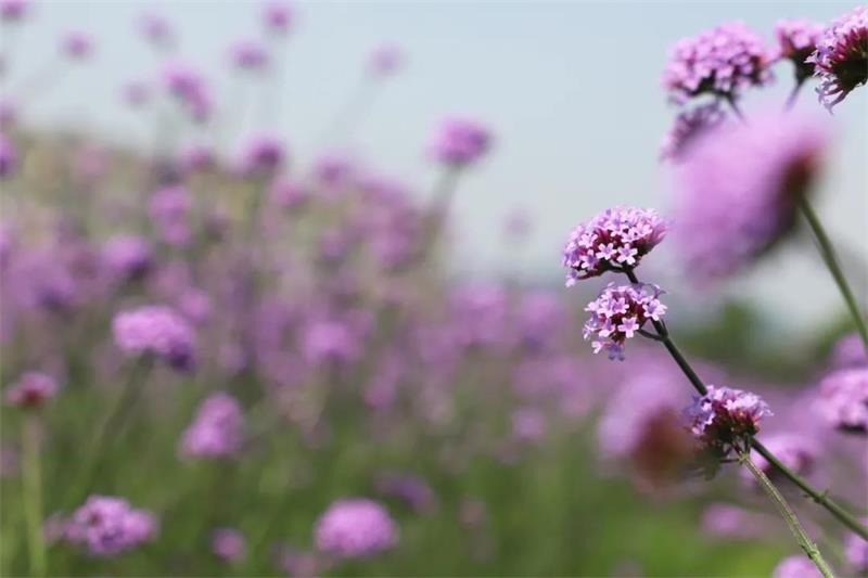 蘇州太湖植物科普?qǐng)@ 植物科普?qǐng)@