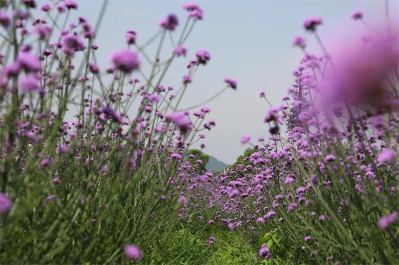 蘇州太湖植物科普?qǐng)@ 植物科普?qǐng)@