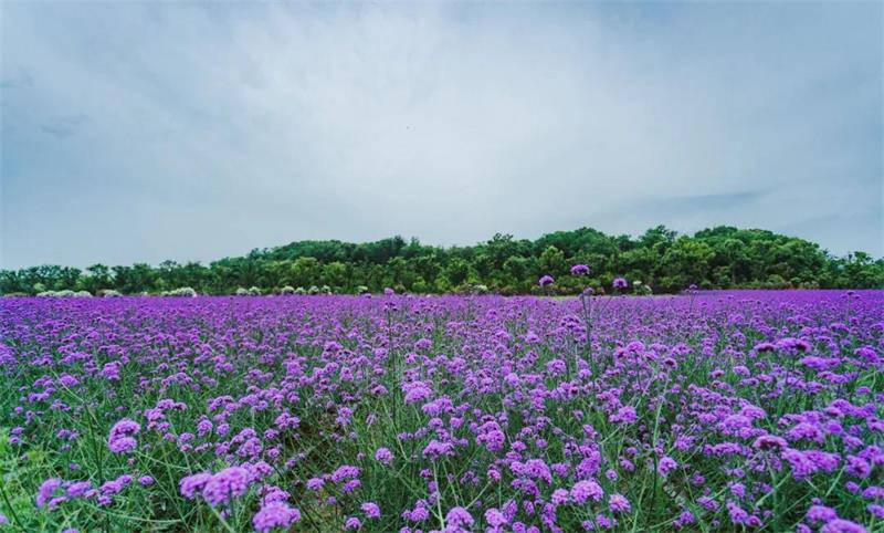 蘇州太湖植物科普?qǐng)@ 植物科普?qǐng)@