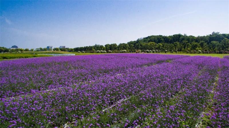 蘇州太湖植物科普?qǐng)@ 植物科普?qǐng)@