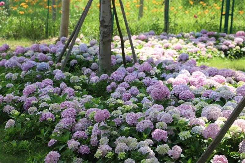 蘇州太湖植物科普?qǐng)@ 植物科普?qǐng)@