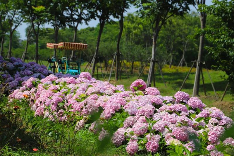 繡球花 植物科普?qǐng)@