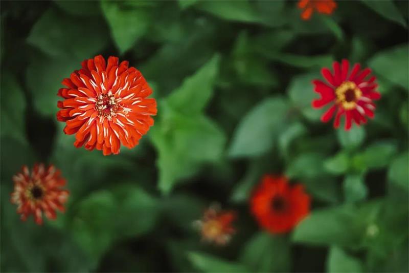 蘇州太湖植物科普?qǐng)@ 植物科普?qǐng)@