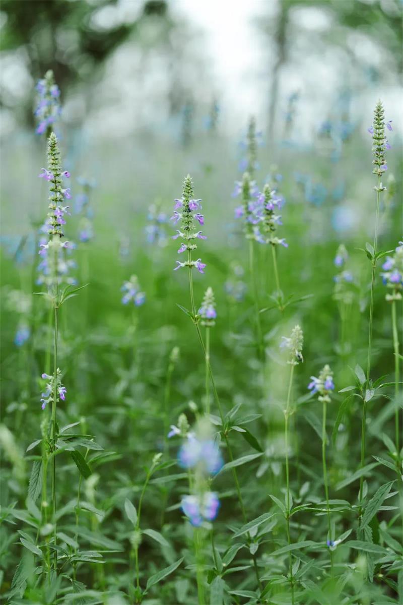 黃秋英 微信圖片_20200607195710.jpg