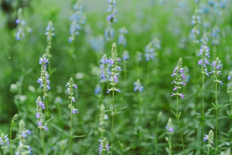 黃秋英 微信圖片_20200607195750.jpg