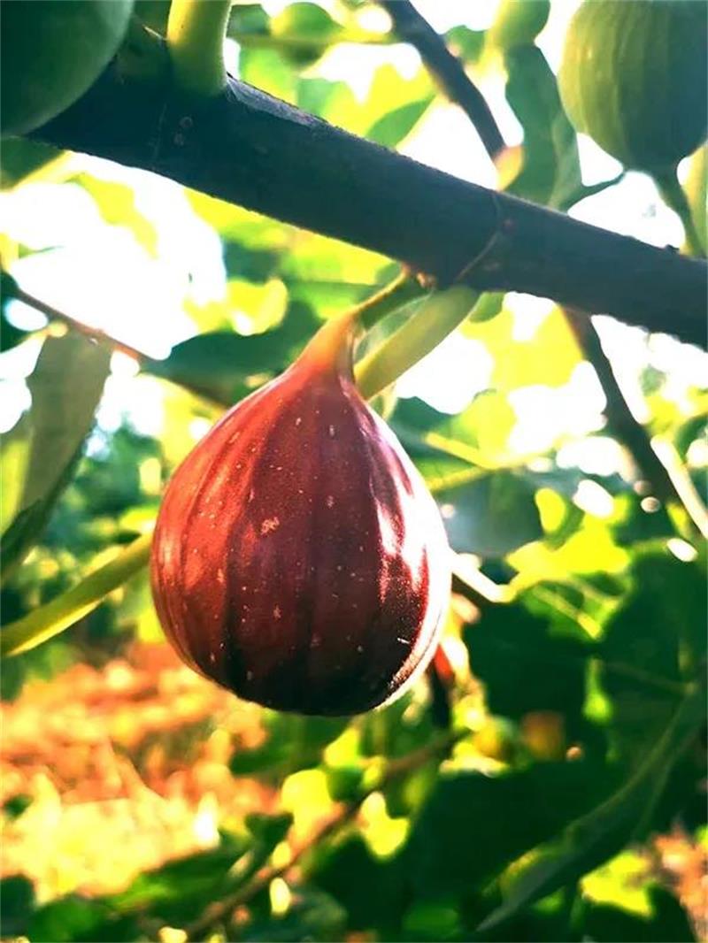 �o(w��)������ժ