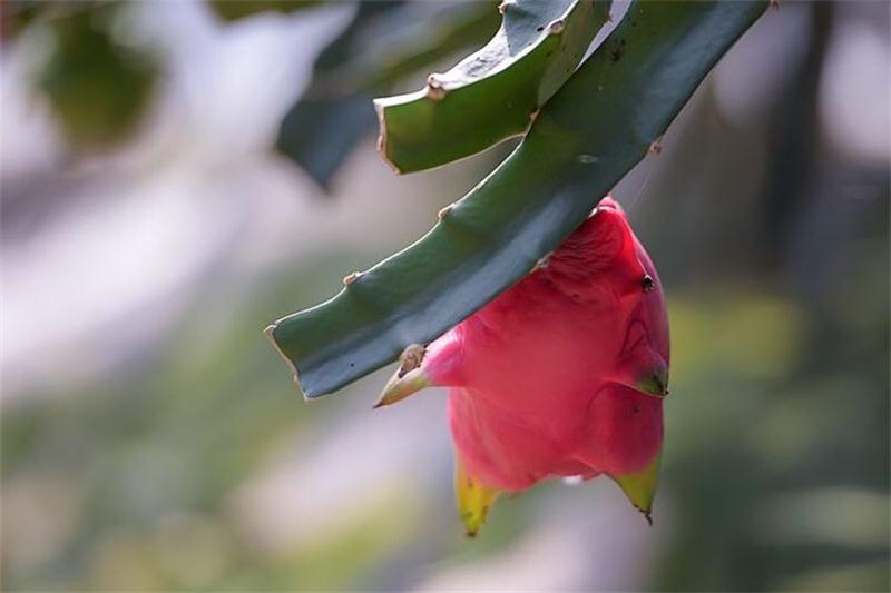 火龍果采摘 太湖火龍果采摘