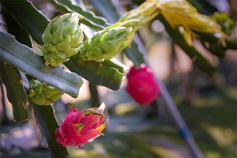 太湖火龍果采摘 太湖火龍果采摘