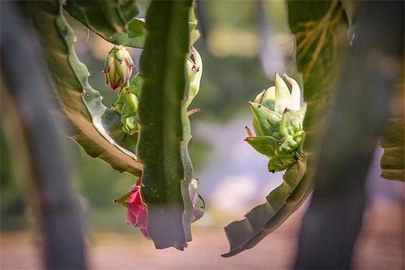 水果采摘 火龍果采摘