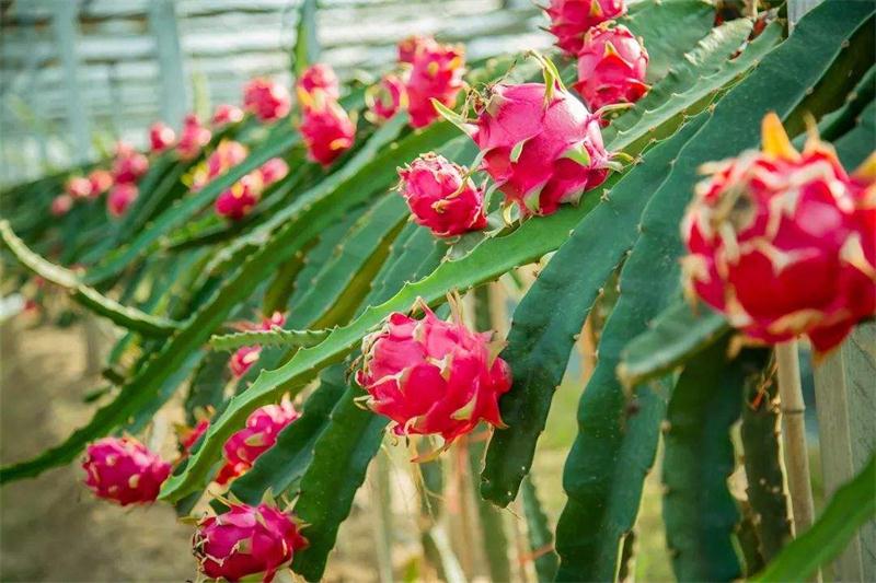 水果采摘 太湖火龍果采摘