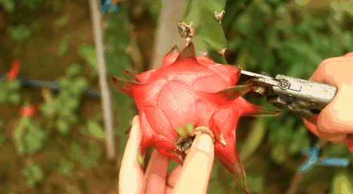 火龍果 太湖西山島火龍果采摘