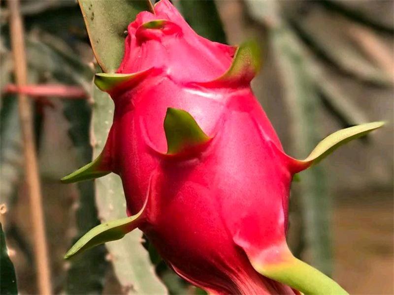 火龍果采摘 太湖火龍果采摘