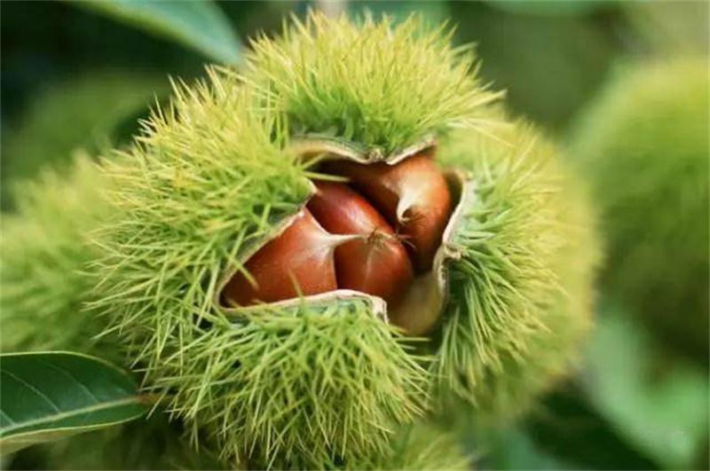 板栗采摘 太湖板栗采摘