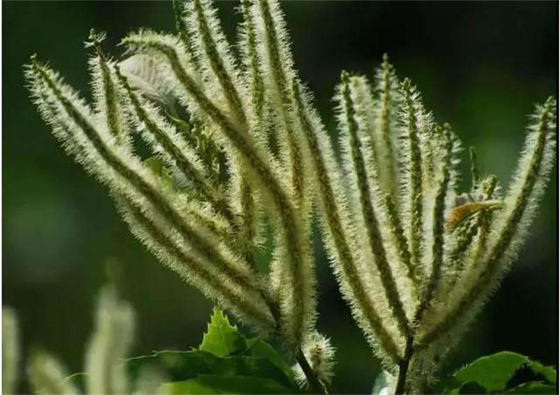 太湖板栗 板栗采摘體驗