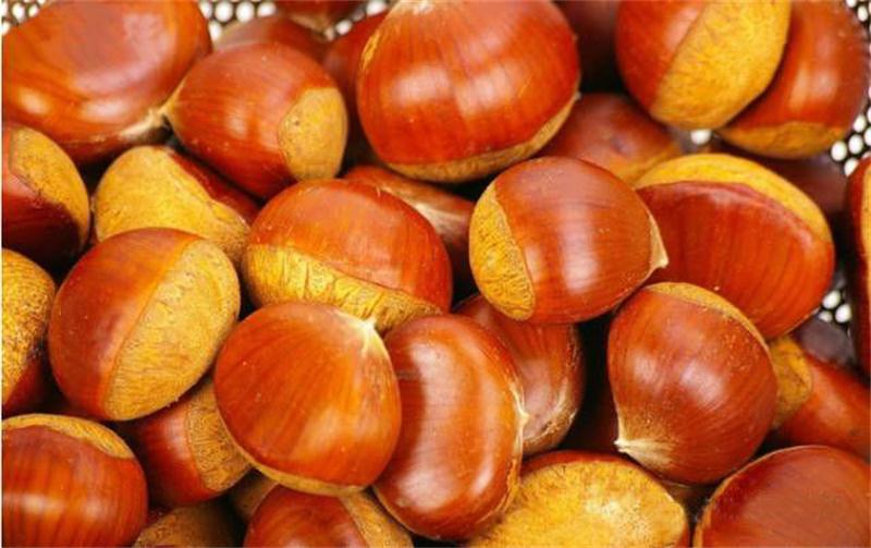 1597889633132034.jpg 西山島板栗采摘