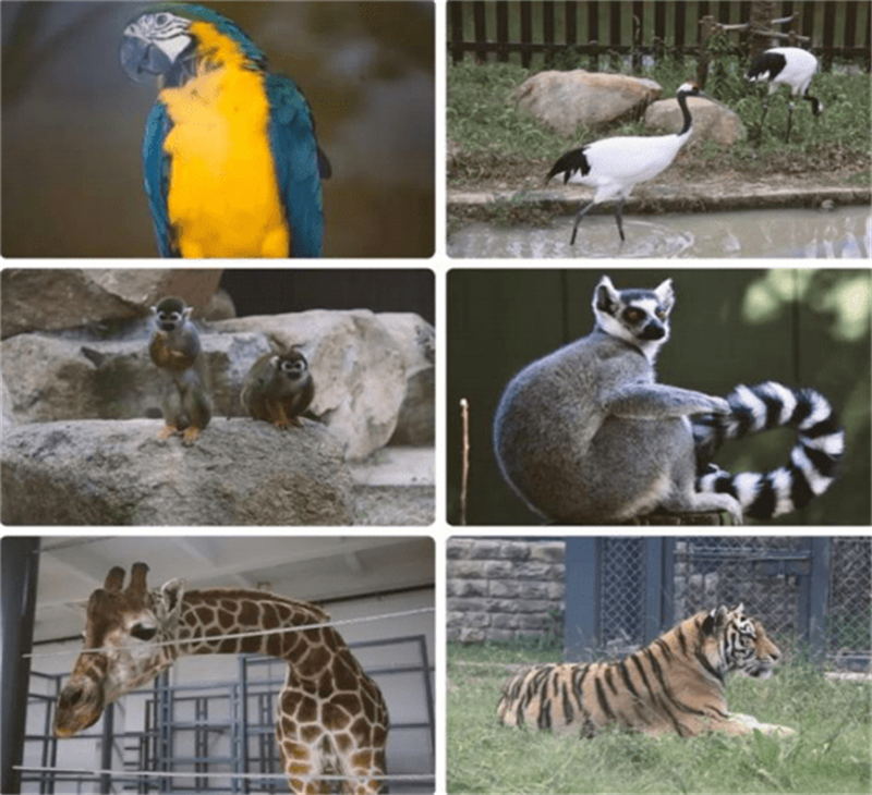 1604808043539446.jpg 上方山動(dòng)物園.jpg