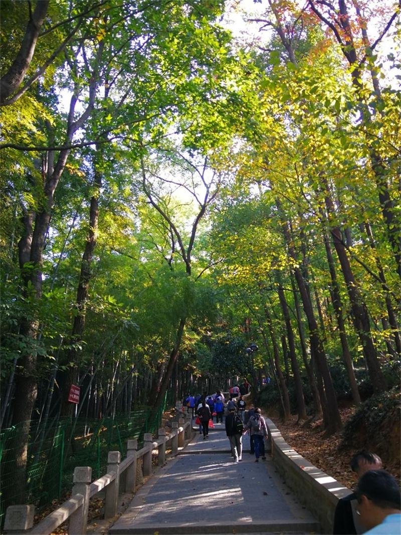 1604811047597453.jpg 靈白線徒步.jpg