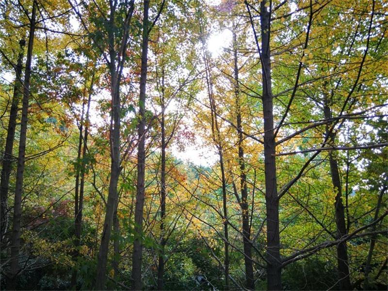 1604813263130666.jpg wKgED1vw8jqAAHNmABZeeX-nr6849.jpg