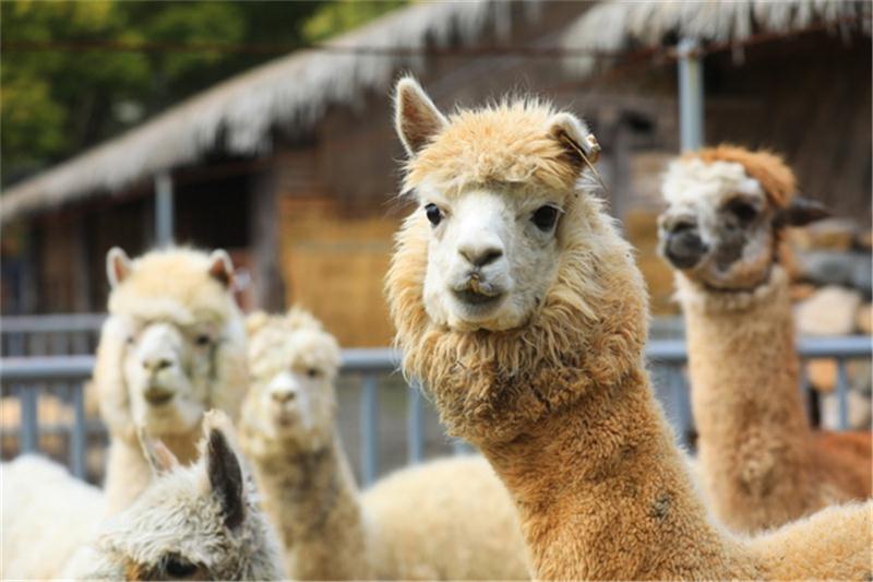 1606110313209822.jpg 旅游團(tuán)建景區(qū).jpg